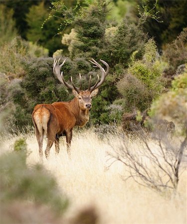 deer hunt - 14 point Red Deer stag in New Zealand Photographie de stock - Aubaine LD & Abonnement, Code: 400-04320453