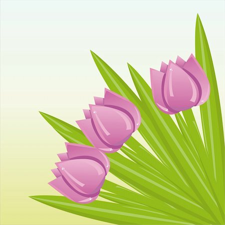 simsearch:400-04330288,k - glossy  bunch of purple tulips Stock Photo - Budget Royalty-Free & Subscription, Code: 400-04321314