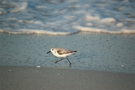 simsearch:400-04377093,k - A Sanderling (Calidris alba) runs through the shallow water on a Florida beach in the morning sunshine. Stock Photo - Budget Royalty-Free & Subscription, Code: 400-04321951