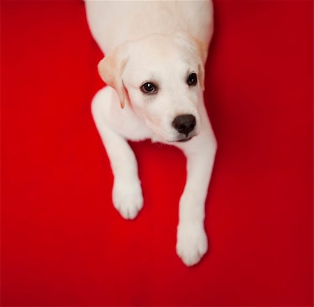 simsearch:400-05241006,k - Top view of a labrador retriever puppy lying on the floor Stock Photo - Budget Royalty-Free & Subscription, Code: 400-04322139