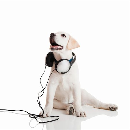 simsearch:400-04875272,k - Beautiful labrador retriever with a stethoscope on his neck, isolated on white Stock Photo - Budget Royalty-Free & Subscription, Code: 400-04322150
