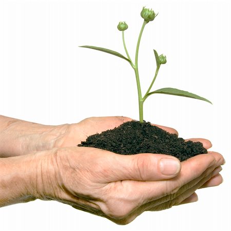 simsearch:400-04619587,k - Holding small plant Stock Photo - Budget Royalty-Free & Subscription, Code: 400-04322419