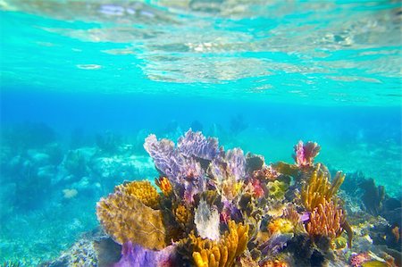 Mayan Riviera reef snorkel underwater coral colorful paradise Stock Photo - Budget Royalty-Free & Subscription, Code: 400-04336993