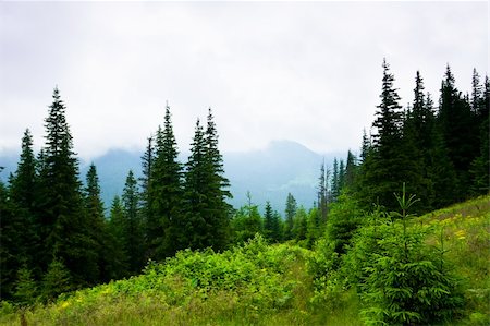 Beautiful mountains landscape in Carpathian Stock Photo - Budget Royalty-Free & Subscription, Code: 400-04337457