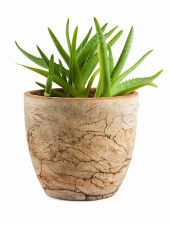 sensitive - Aloe vera in a pot isolated on white background Stock Photo - Budget Royalty-Free & Subscription, Code: 400-04337598