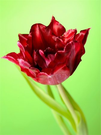 simsearch:649-07648640,k - Beautiful red tulip flower over light green background Stock Photo - Budget Royalty-Free & Subscription, Code: 400-04339036