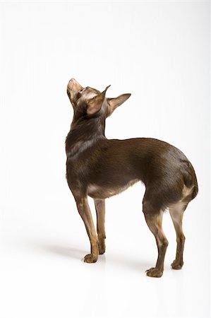 simsearch:400-04312760,k - Picture of a funny curious toy terrier dog looking up. white background Stock Photo - Budget Royalty-Free & Subscription, Code: 400-04339052