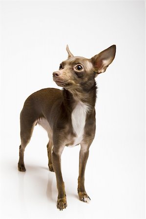 simsearch:400-04312760,k - Picture of a funny curious toy terrier dog looking up. white background Stock Photo - Budget Royalty-Free & Subscription, Code: 400-04339053