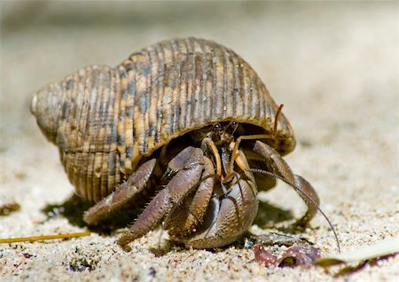 simsearch:400-06137034,k - Hermit crab in its conch on the sand Photographie de stock - Aubaine LD & Abonnement, Code: 400-04339353