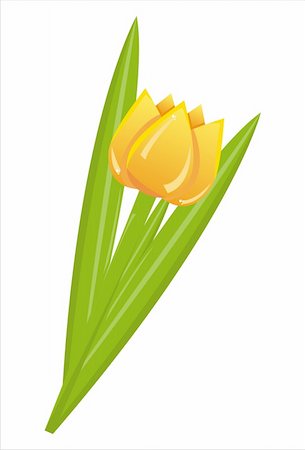 simsearch:400-04330288,k - orange tulip isolated on white Stock Photo - Budget Royalty-Free & Subscription, Code: 400-04330288