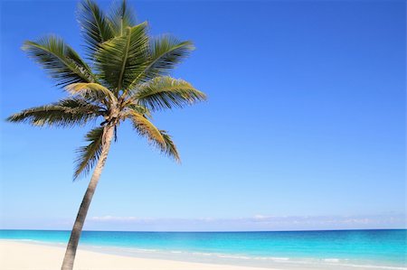 simsearch:400-04062726,k - Caribbean coconut palm trees in tuquoise sea water Foto de stock - Super Valor sin royalties y Suscripción, Código: 400-04330469