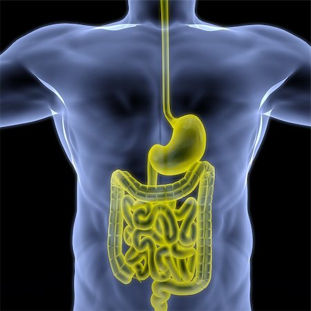 stomach xray - the human body by X-rays. intestine highlighted in yellow. Stock Photo - Budget Royalty-Free & Subscription, Code: 400-04331050