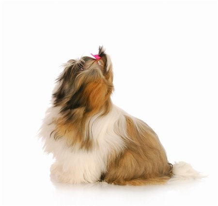 simsearch:400-05200802,k - dog ready to jump - shih tzu posed ready to pounce on white background Stock Photo - Budget Royalty-Free & Subscription, Code: 400-04331452