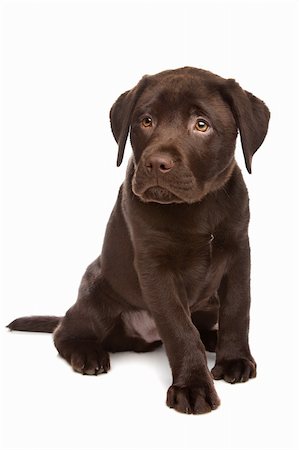 Chocolate Labrador puppy in front of a white background Stock Photo - Budget Royalty-Free & Subscription, Code: 400-04331706