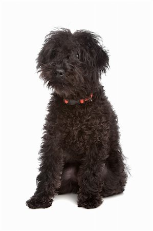 Labradoodle in front of a white background Stock Photo - Budget Royalty-Free & Subscription, Code: 400-04331735