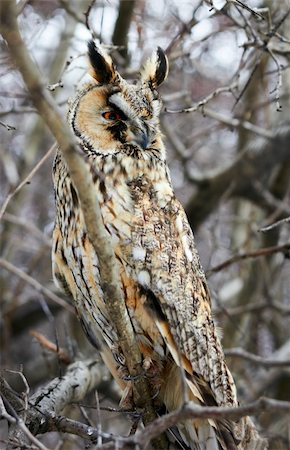 owl in the spiny branches of hawthorn Stock Photo - Budget Royalty-Free & Subscription, Code: 400-04332140