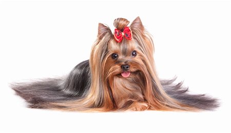 simsearch:400-04185637,k - Yorkshire Terrier in show coat. Isolated on a white background Stock Photo - Budget Royalty-Free & Subscription, Code: 400-04332218