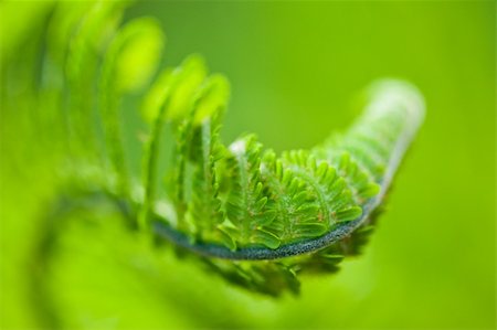 simsearch:400-04701752,k - Fresh green leaves of a fern in the blurry background Photographie de stock - Aubaine LD & Abonnement, Code: 400-04332392