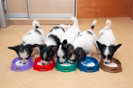 simsearch:400-06641109,k - Little Puppies Papillon eating from bowls of colorful Stock Photo - Budget Royalty-Free & Subscription, Code: 400-04332485