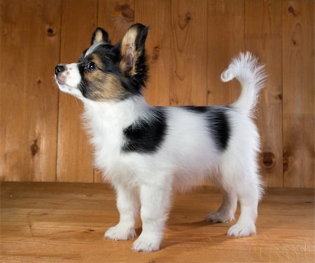 simsearch:400-05722359,k - Portrait of a puppy Papillon Stock Photo - Budget Royalty-Free & Subscription, Code: 400-04332488