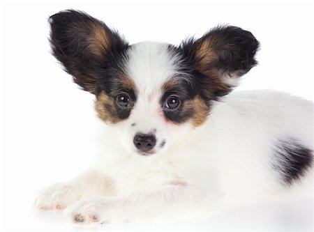 simsearch:400-05722359,k - Puppy Papillon on a white background Stock Photo - Budget Royalty-Free & Subscription, Code: 400-04332491