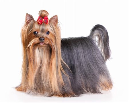 simsearch:400-04185637,k - Yorkshire Terrier in show coat. Isolated on a white background Stock Photo - Budget Royalty-Free & Subscription, Code: 400-04332500
