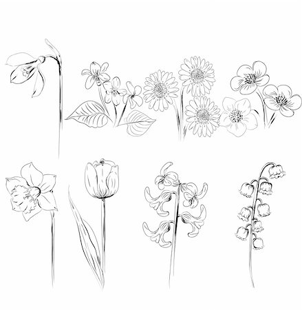 simsearch:400-04411448,k - collection of flower sketches Stock Photo - Budget Royalty-Free & Subscription, Code: 400-04333541