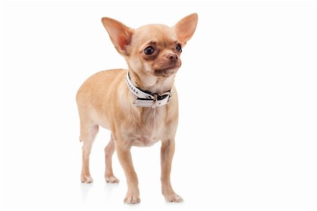 simsearch:400-05241006,k - Cute  Chihuahua dog, isolated on white background Stock Photo - Budget Royalty-Free & Subscription, Code: 400-04344446