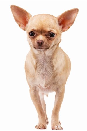 simsearch:400-04185637,k - Cute  Chihuahua dog, isolated on white background Stock Photo - Budget Royalty-Free & Subscription, Code: 400-04344452
