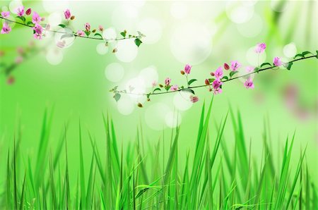 pink flower and fresh grass with light reflect in morning Stock Photo - Budget Royalty-Free & Subscription, Code: 400-04344657