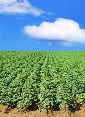 potato field - Potato field against blue sky and clouds Stock Photo - Budget Royalty-Free & Subscription, Code: 400-04344747