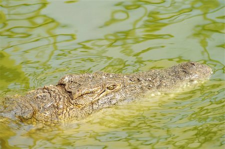 simsearch:400-05123541,k - Alligator hunting in the rivers of Africa Stock Photo - Budget Royalty-Free & Subscription, Code: 400-04345096