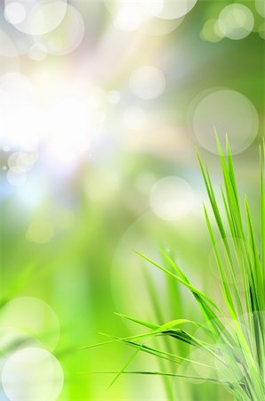 simsearch:400-06141235,k - abstract beautiful fresh grass and light reflect in morning Stock Photo - Budget Royalty-Free & Subscription, Code: 400-04345326