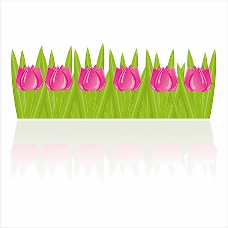 simsearch:400-04330288,k - pink tulips isolated on white Stock Photo - Budget Royalty-Free & Subscription, Code: 400-04345718