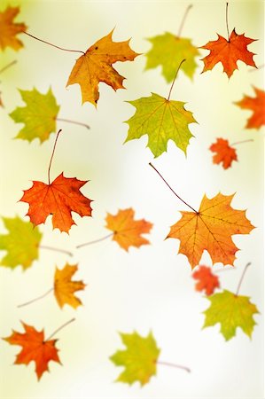 falling green leaves white background - Autumn background - maple leafs falling down Stock Photo - Budget Royalty-Free & Subscription, Code: 400-04345959