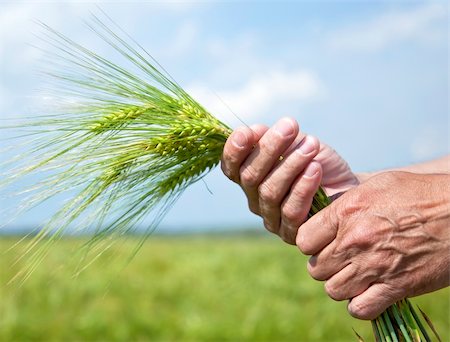 Farmer hand keep green wheat spikelet. Stock Photo - Budget Royalty-Free & Subscription, Code: 400-04346412