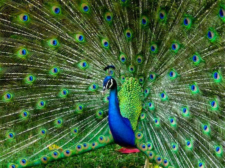 A vibrant peacock strutting his stuff Photographie de stock - Aubaine LD & Abonnement, Code: 400-04347861