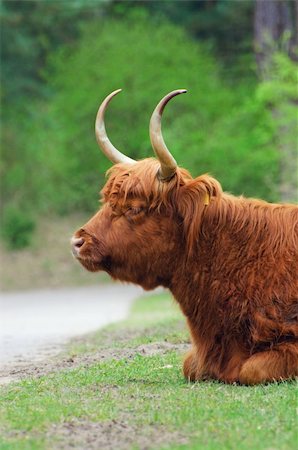 simsearch:400-05294140,k - Kyloe Highland Bull Cow Cattle Scottish Breed Stock Photo - Budget Royalty-Free & Subscription, Code: 400-04348117