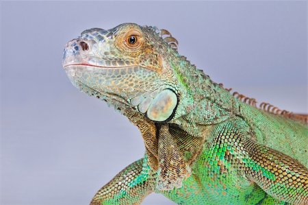 simsearch:400-05181065,k - Green iguana on blue background Stock Photo - Budget Royalty-Free & Subscription, Code: 400-04348171