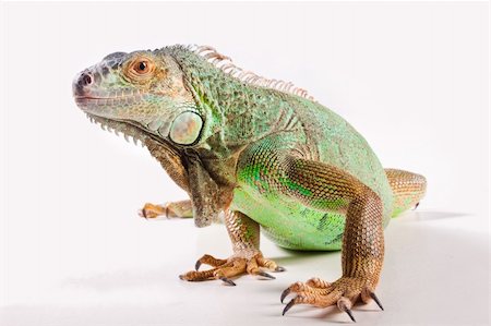 simsearch:400-05181065,k - Green iguana on white background Stock Photo - Budget Royalty-Free & Subscription, Code: 400-04348172