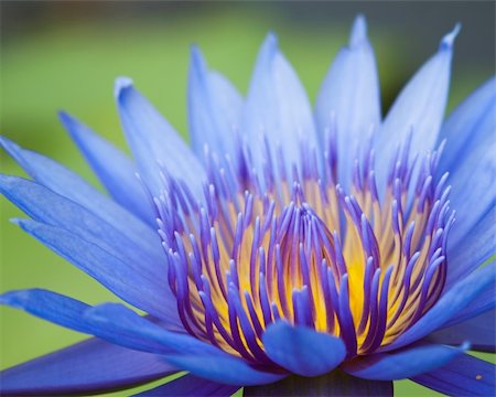 Purple waterlily in green garden Stock Photo - Budget Royalty-Free & Subscription, Code: 400-04348227