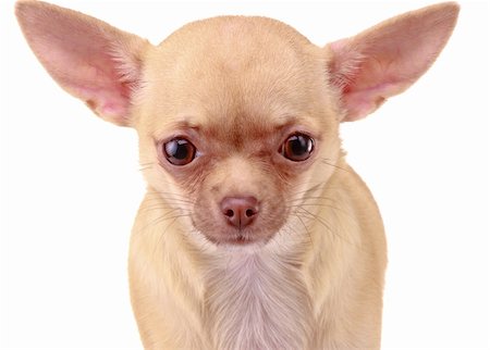 simsearch:400-05241006,k - Cute  Chihuahua dog, isolated on white background Stock Photo - Budget Royalty-Free & Subscription, Code: 400-04348897