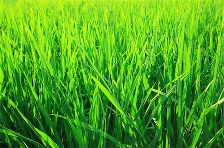 simsearch:841-07523710,k - Green seedlings of cereal crops in the field Photographie de stock - Aubaine LD & Abonnement, Code: 400-04348924