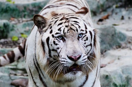 simsearch:400-06131670,k - White tiger in the zoo Stock Photo - Budget Royalty-Free & Subscription, Code: 400-04349014