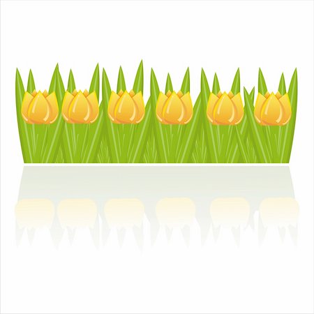 simsearch:400-04330288,k - yellow tulips isolated on white Stock Photo - Budget Royalty-Free & Subscription, Code: 400-04349040