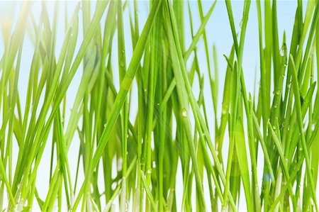 simsearch:700-02265197,k - Fresh green wheat grass in field against blue sky with sun Stock Photo - Budget Royalty-Free & Subscription, Code: 400-04349535