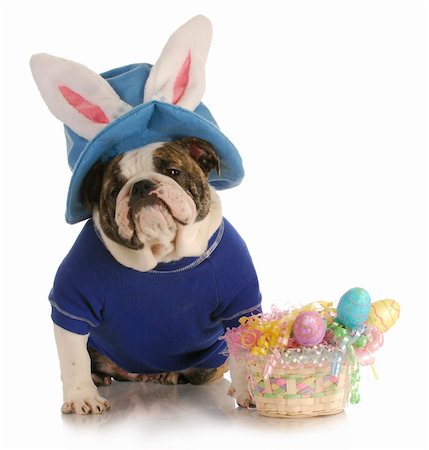 picture of dog in a bunny hat - easter dog - english buldog dressed up for easter on white background Stock Photo - Budget Royalty-Free & Subscription, Code: 400-04349934