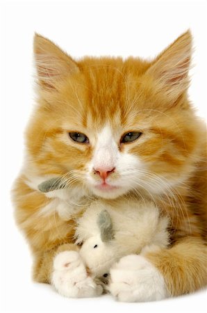 A sweet kitten is holding a toy mouse. Stock Photo - Budget Royalty-Free & Subscription, Code: 400-04340617