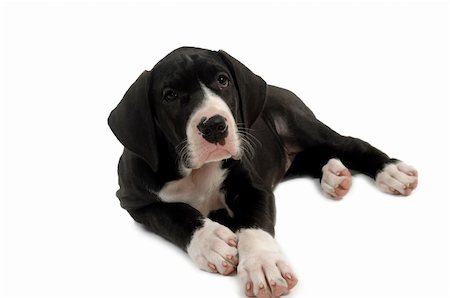 Great dane pyppy is resting. Taken on white background. Stock Photo - Budget Royalty-Free & Subscription, Code: 400-04340610