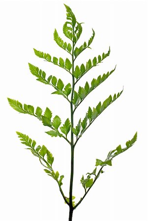 simsearch:400-04701752,k - Fern leaf isolated on white background. Photographie de stock - Aubaine LD & Abonnement, Code: 400-04341949